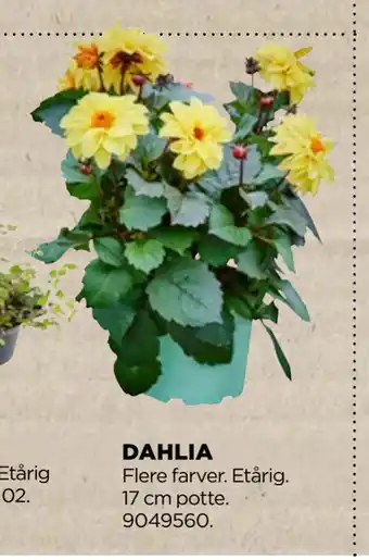 jem & fix DAHLIA tilbud