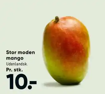 Stor moden mango