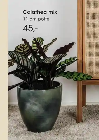 Bilka Calathea mix tilbud
