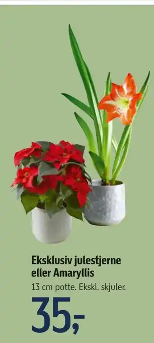 Eksklusiv julestjerne eller Amaryllis