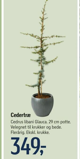 Føtex Cedertræ tilbud