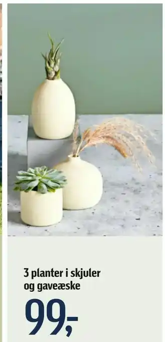 Føtex 3 planter i skjuler og gaveæske tilbud