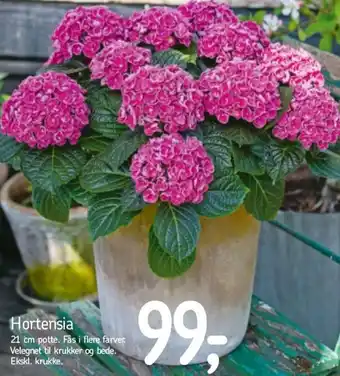 Føtex Hortensia 21 cm tilbud