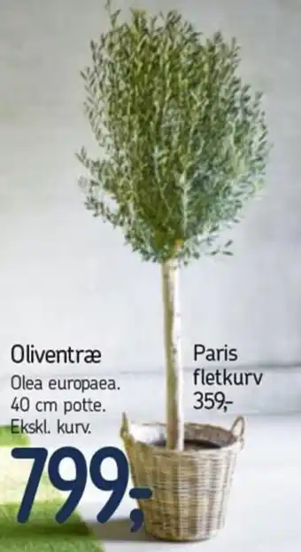 Føtex Oliventræ 40 cm tilbud