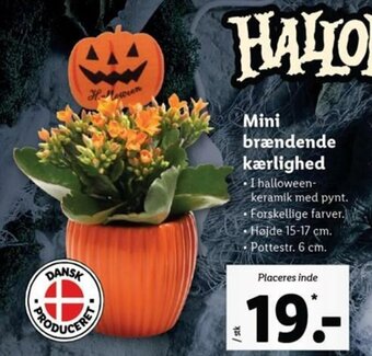 Lidl Mini Brændende Kærlighed tilbud