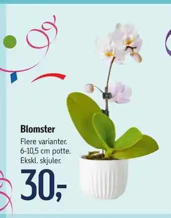 Føtex Blomster tilbud