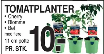 ABC Lavpris TOMATPLANTER tilbud
