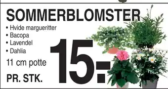 ABC Lavpris SOMMERBLOMSTER tilbud