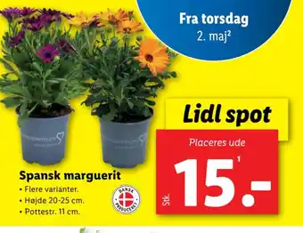 Lidl Spansk marguerit tilbud