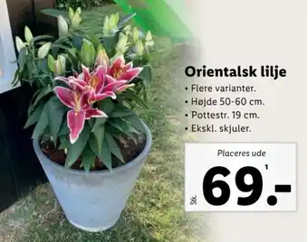 Lidl Orientalsk lilje tilbud