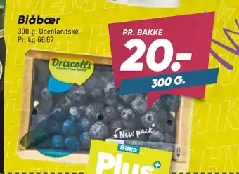 Blåbær