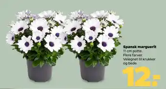 Netto Spansk marguerit tilbud