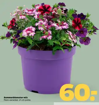 Netto Sommerblomster mix tilbud