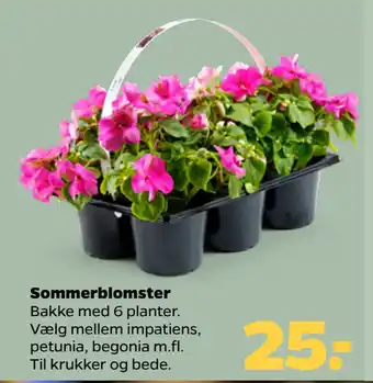 Netto Sommerblomster tilbud