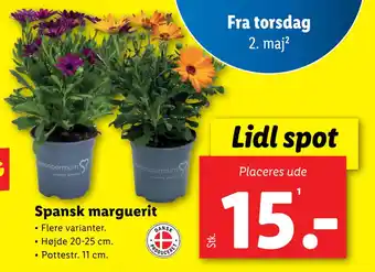 Lidl Spansk marguerit tilbud