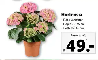 Lidl Hortensia tilbud