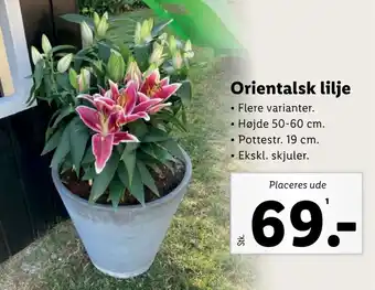Lidl Orientalsk lilje tilbud