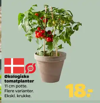 Netto Økologiske tomatplanter tilbud