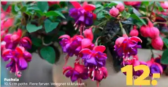 Netto Fuchsia tilbud