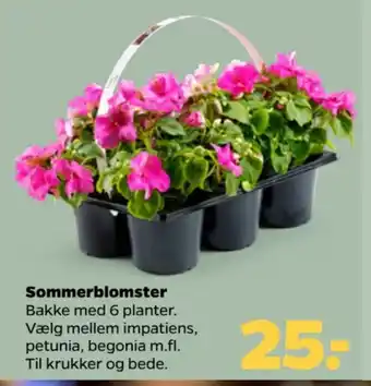 Netto Sommerblomster tilbud