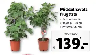 Lidl Middelhavets frugttræ tilbud