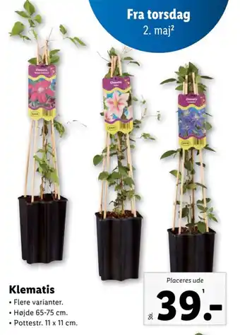 Lidl Klematis tilbud