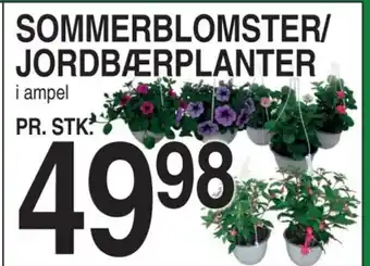 ABC Lavpris SOMMERBLOMSTER/ JORDBÆRPLANTER tilbud