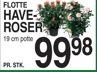 ABC Lavpris FLOTTE HAVE- ROSER tilbud