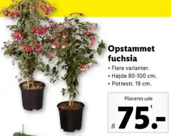 Lidl Opstammet fuchsia tilbud