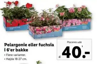 Lidl Pelargonie eller fuchsia i 6'er bakke tilbud