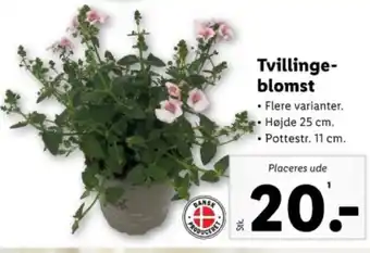 Lidl Tvillinge- blomst tilbud