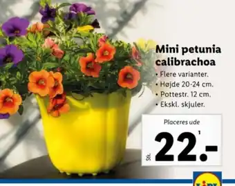 Lidl Mini petunia calibrachoa tilbud