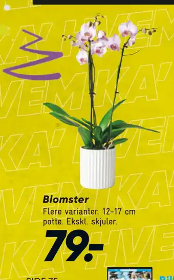 Bilka Blomster tilbud