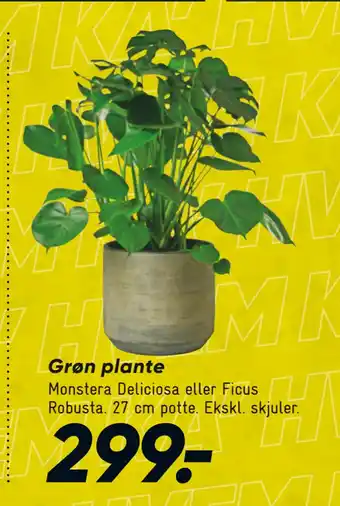 Bilka Grøn plante tilbud