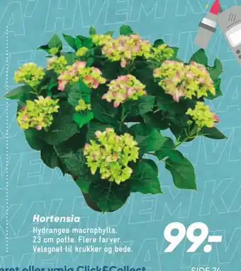 Bilka Hortensia tilbud