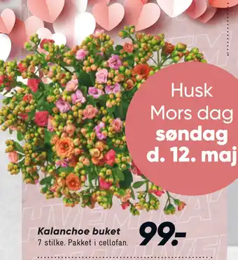 Bilka Kalanchoe buket tilbud