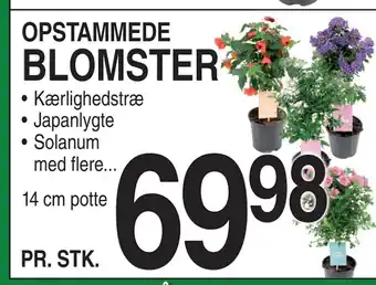 ABC Lavpris BLOMSTER tilbud