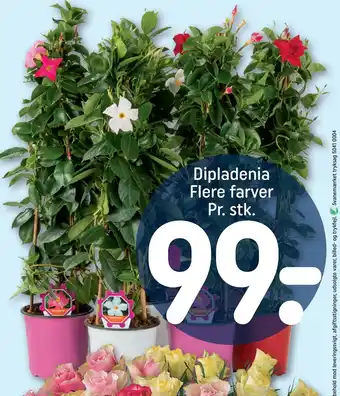 REMA 1000 Dipladenia Flere farver Pr. stk tilbud