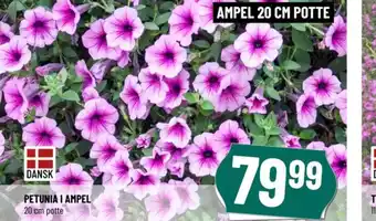 Løvbjerg PETUNIA I AMPEL tilbud