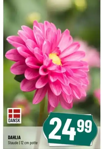 Løvbjerg DAHLIA tilbud