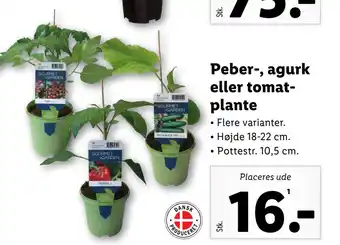 Lidl Peber-, agurk eller tomatplante tilbud