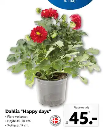 Lidl Dahlia Happy days tilbud