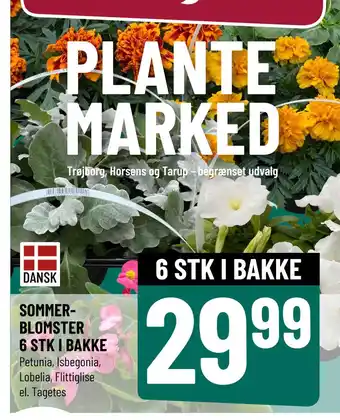 Løvbjerg SOMMERBLOMSTER 6 STK I BAKKE tilbud