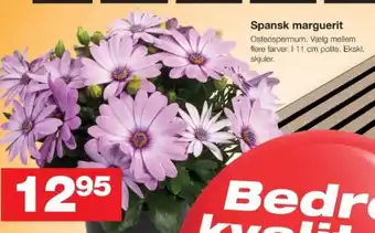 Bauhaus Spansk marguerit tilbud