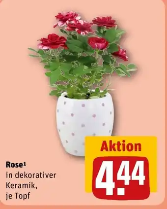 REWE Rose tilbud