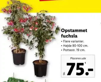 Lidl Opstammet fuchsia tilbud