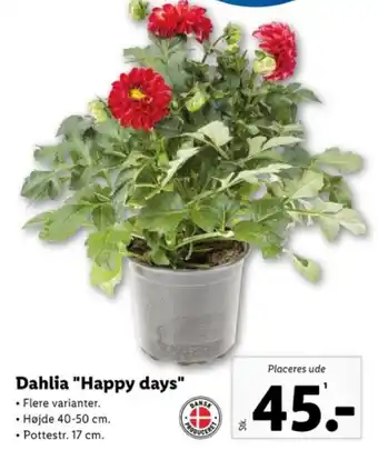 Lidl Dahlia "Happy days" tilbud