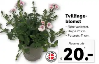 Lidl Tvillinge- blomst tilbud