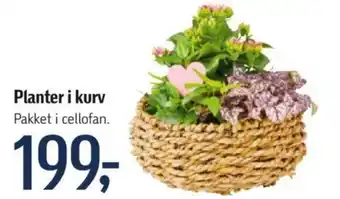 Føtex Planter i kurv tilbud