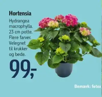 Føtex Hortensia tilbud